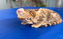 Keetso cats for sale: Stunning golden keetsos  - Image 29