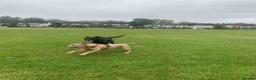 Mixed Breed dogs for sale: Ivar . 3 year old malinois cross - Advert 7