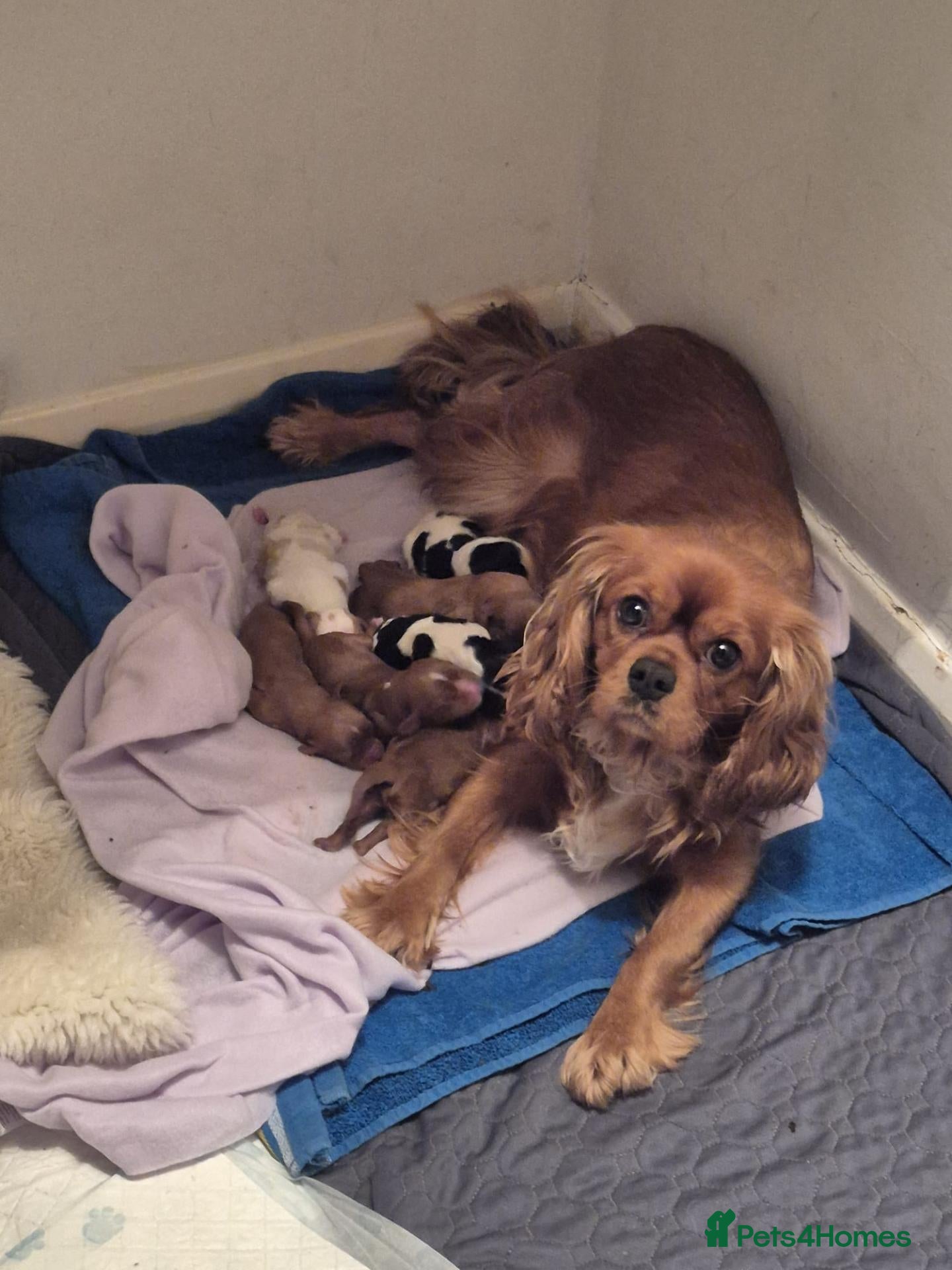 Cavalier King Charles Spaniel dogs for sale: Male Puppy for sale - Advert 11