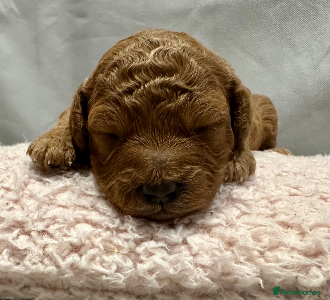 Cavapoo dogs for sale: A Premium litter of F1B Toy Cavapoo Puppies  - Advert 12