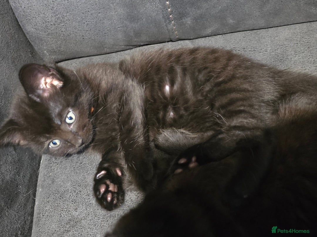 Mixed Breed cats for sale: Last Female Kitten From the Litter - Advert 2