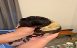 Guinea Pig rodents for sale: Guinea pigs  - Image 2