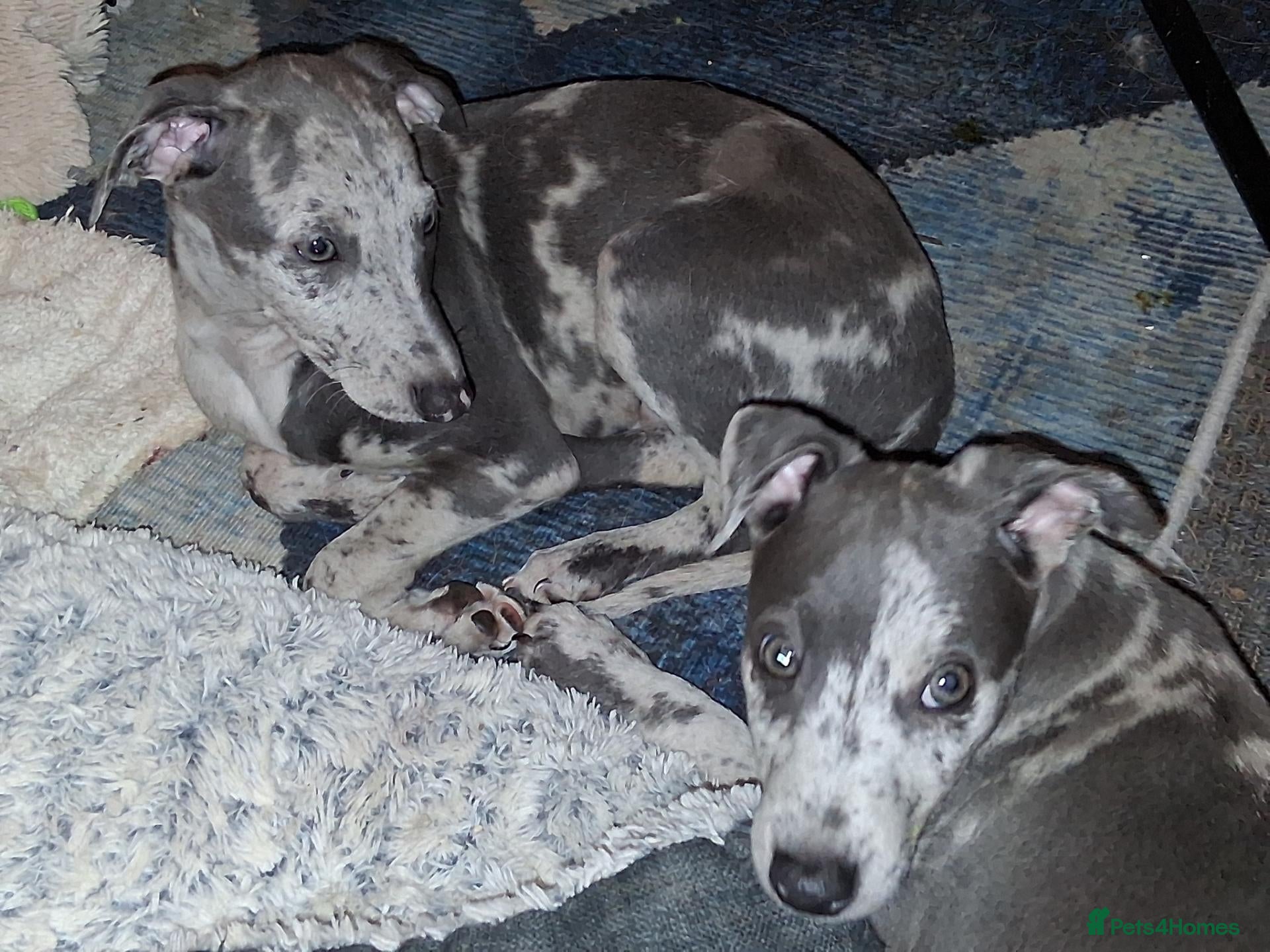 Italian Greyhound dogs Italian greyhound x whippet - Advert 9