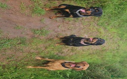 Rottweiler dogs for sale: Chunky Rottweiler Puppies DUE SOON  - Image 5