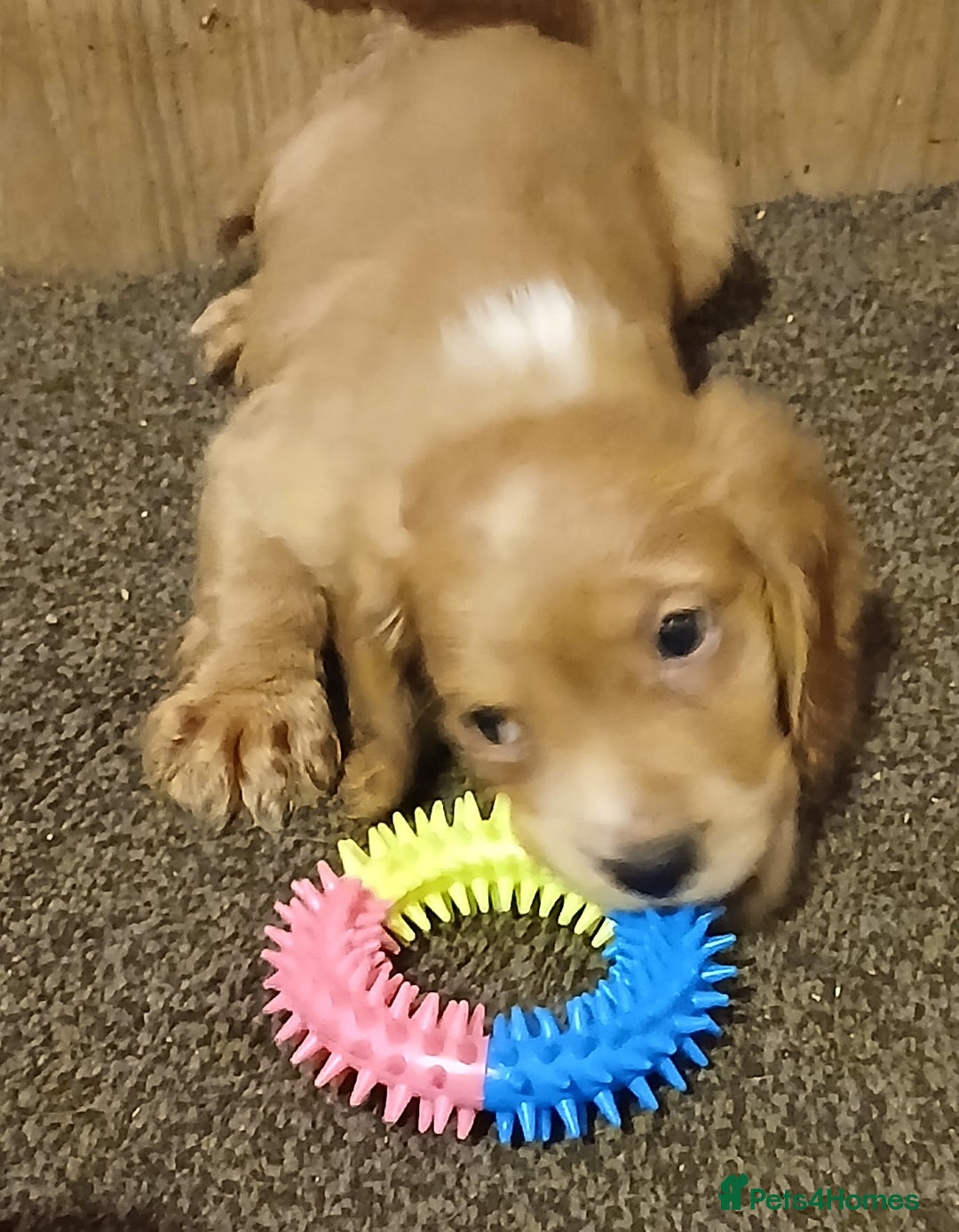 Cocker Spaniel dogs for sale: 2 cocker spaniel puppies left  - Advert 9