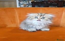 Scottish Fold cats for sale: Excellent Scottish fold kittens  - Image 12