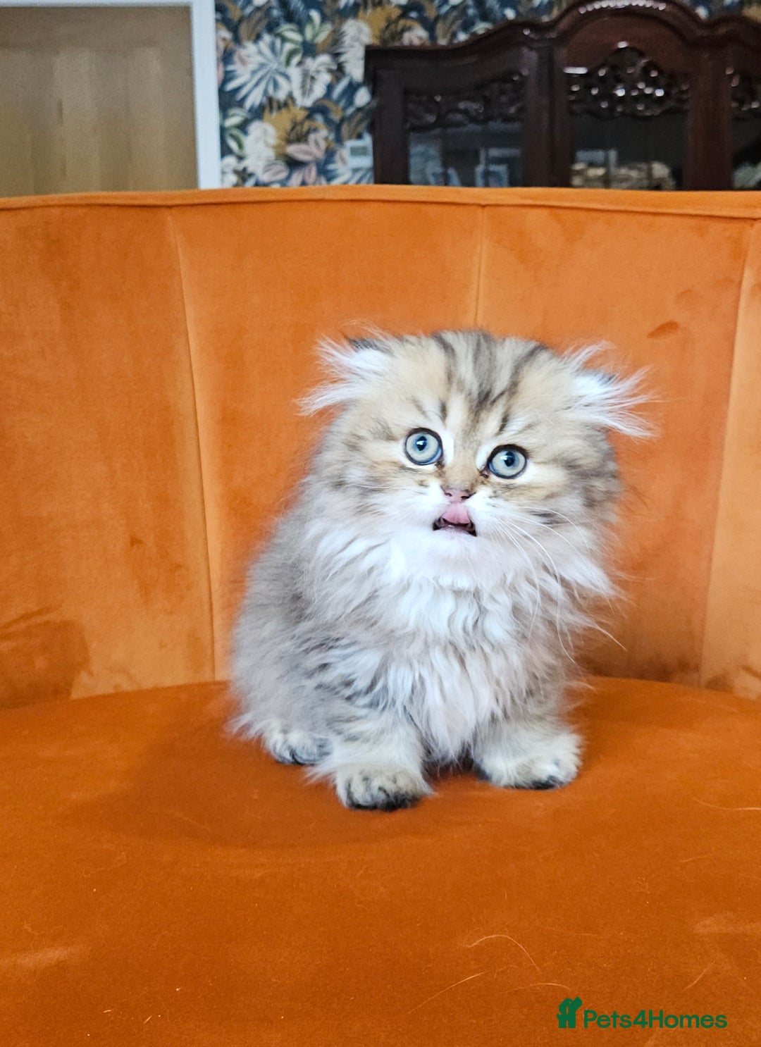 Scottish Fold cats for sale: Excellent Scottish fold kittens  - Image 12