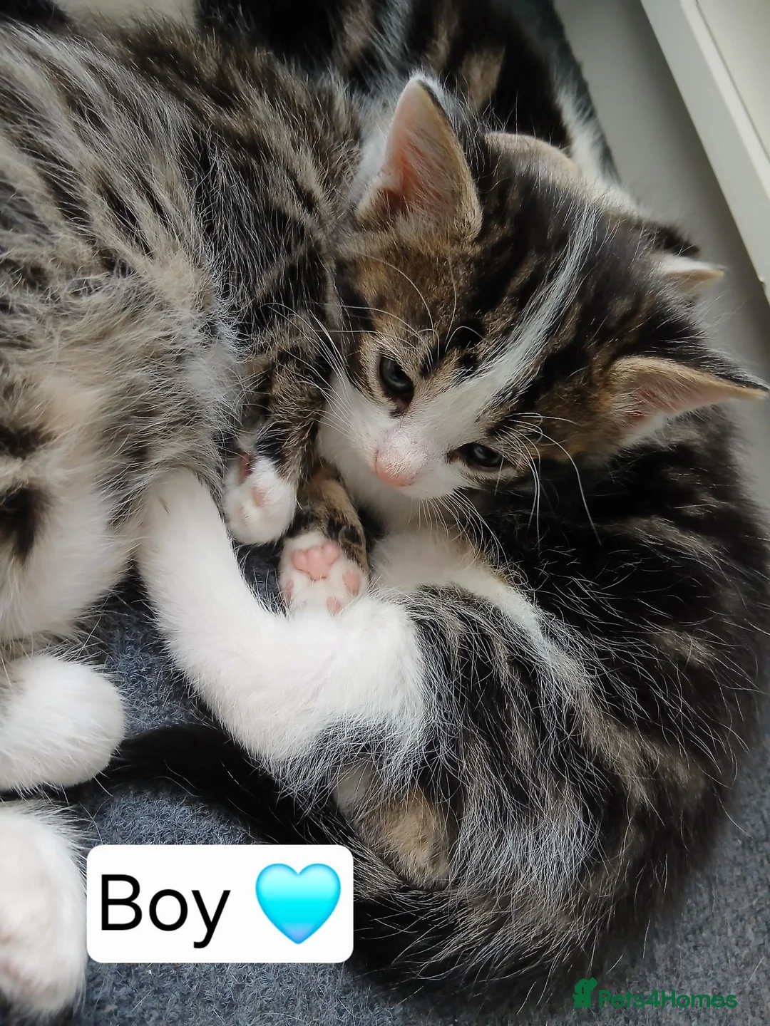 Mixed Breed cats for sale: 3 Beautiful kittens ready for their forever homes! in Bristol - Advert 7