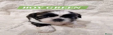 Shih Tzu 2