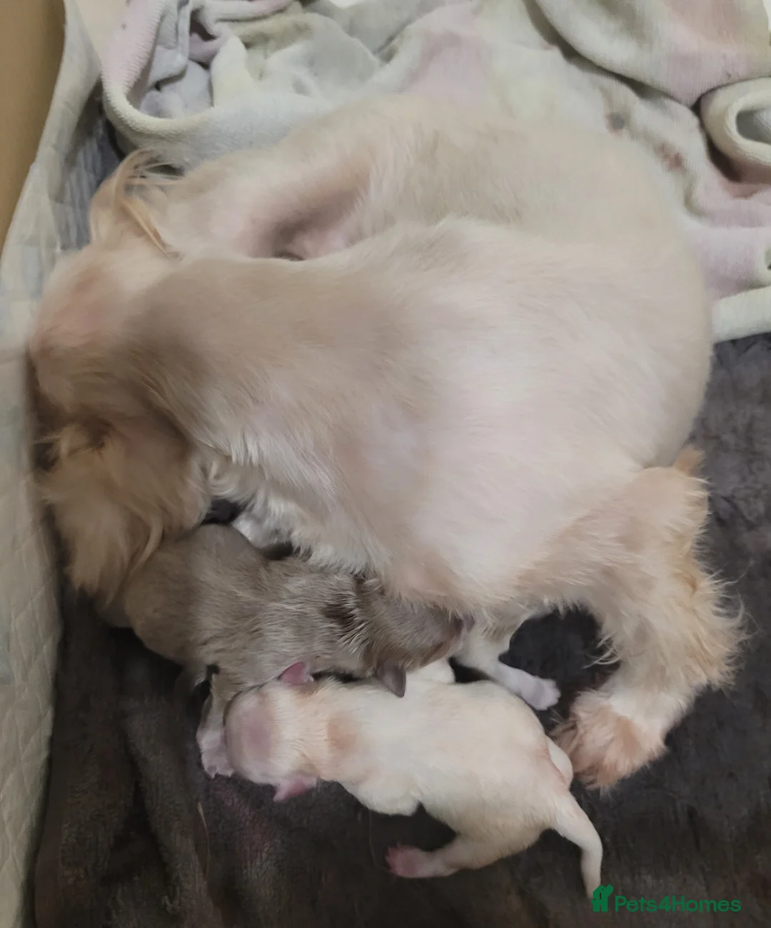 Shih Tzu dogs for sale: Super tiny weight 2lbs Imperial ShihTzu boy - Advert 8