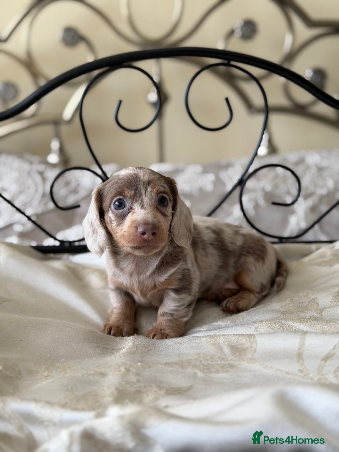 Miniature Dachshund dogs for sale: Miniature dachshund puppies - Advert 11