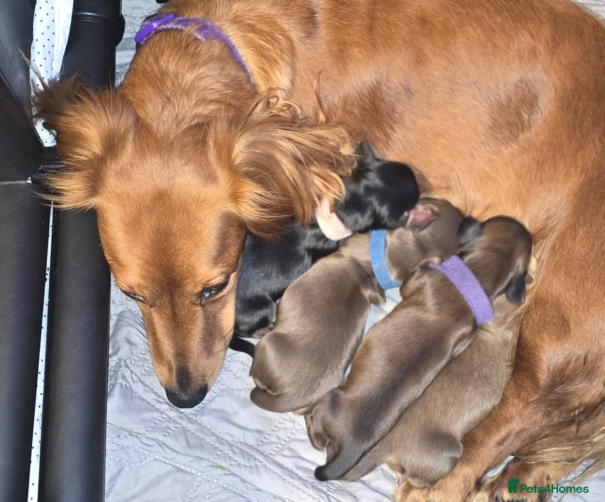Miniature Dachshund dogs Longhaired Miniature Dachshunds  - Advert 17