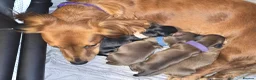 Miniature Dachshund dogs for sale: ✨️Last Girl Left✨️Longhaired Miniature Dachshunds  - Advert 3