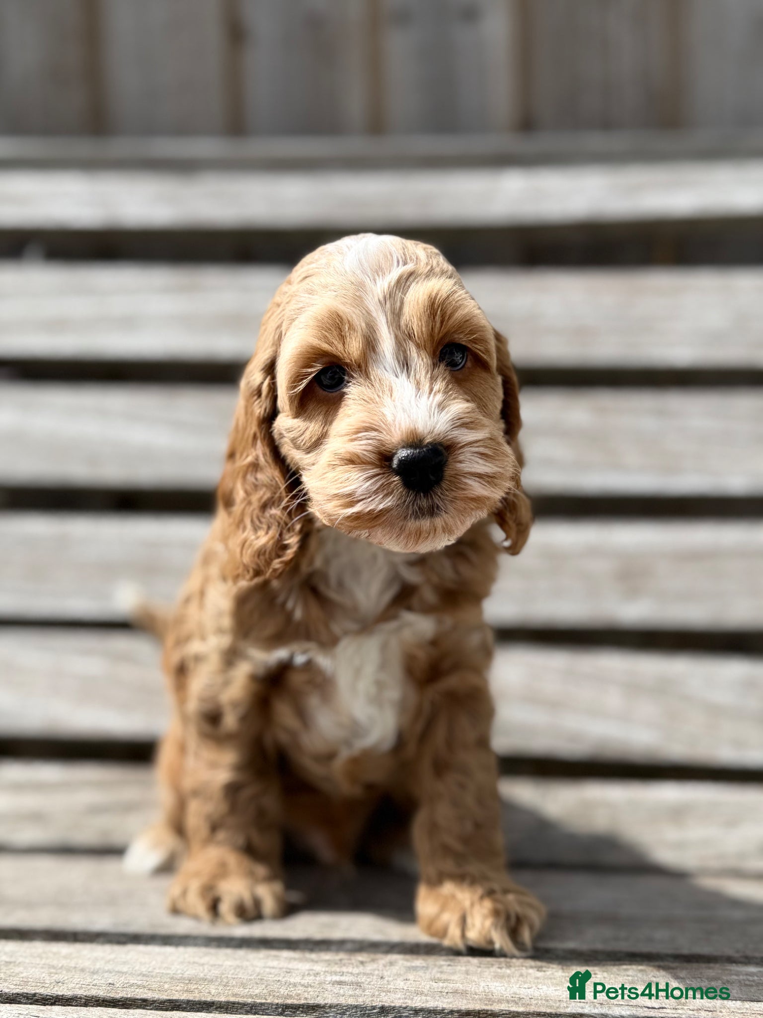 Cockapoo dogs F1 cockapoo puppies - Advert 7