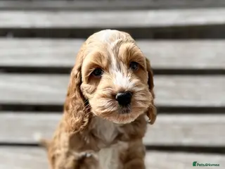 Cockapoo dogs F1 cockapoo puppies - Advert 7