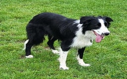 Border Collie dogs for sale: Georgeous Female Border Collie. 18 months old.  - Image 2