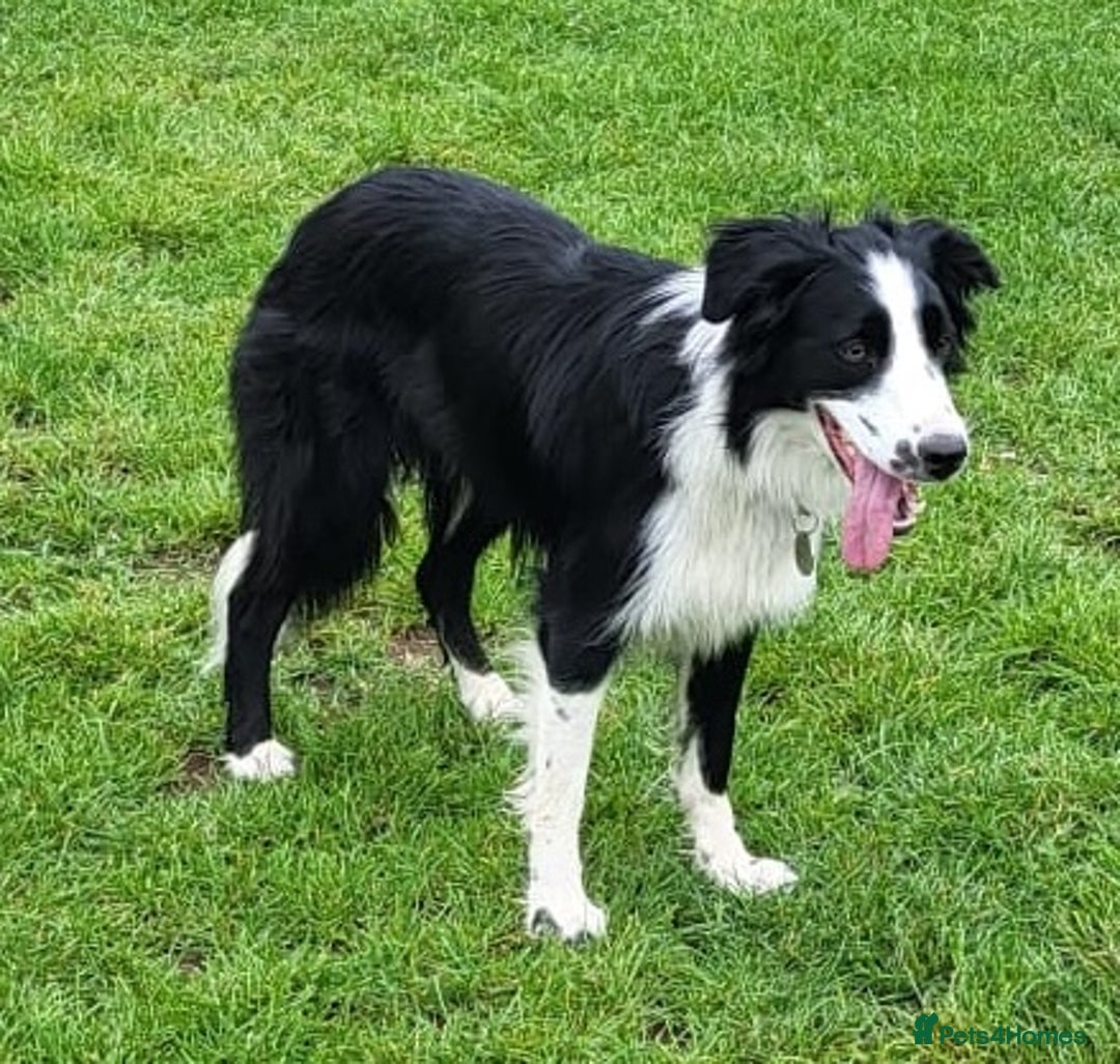 Border Collie dogs for sale: Georgeous Female Border Collie. 18 months old.  - Image 2