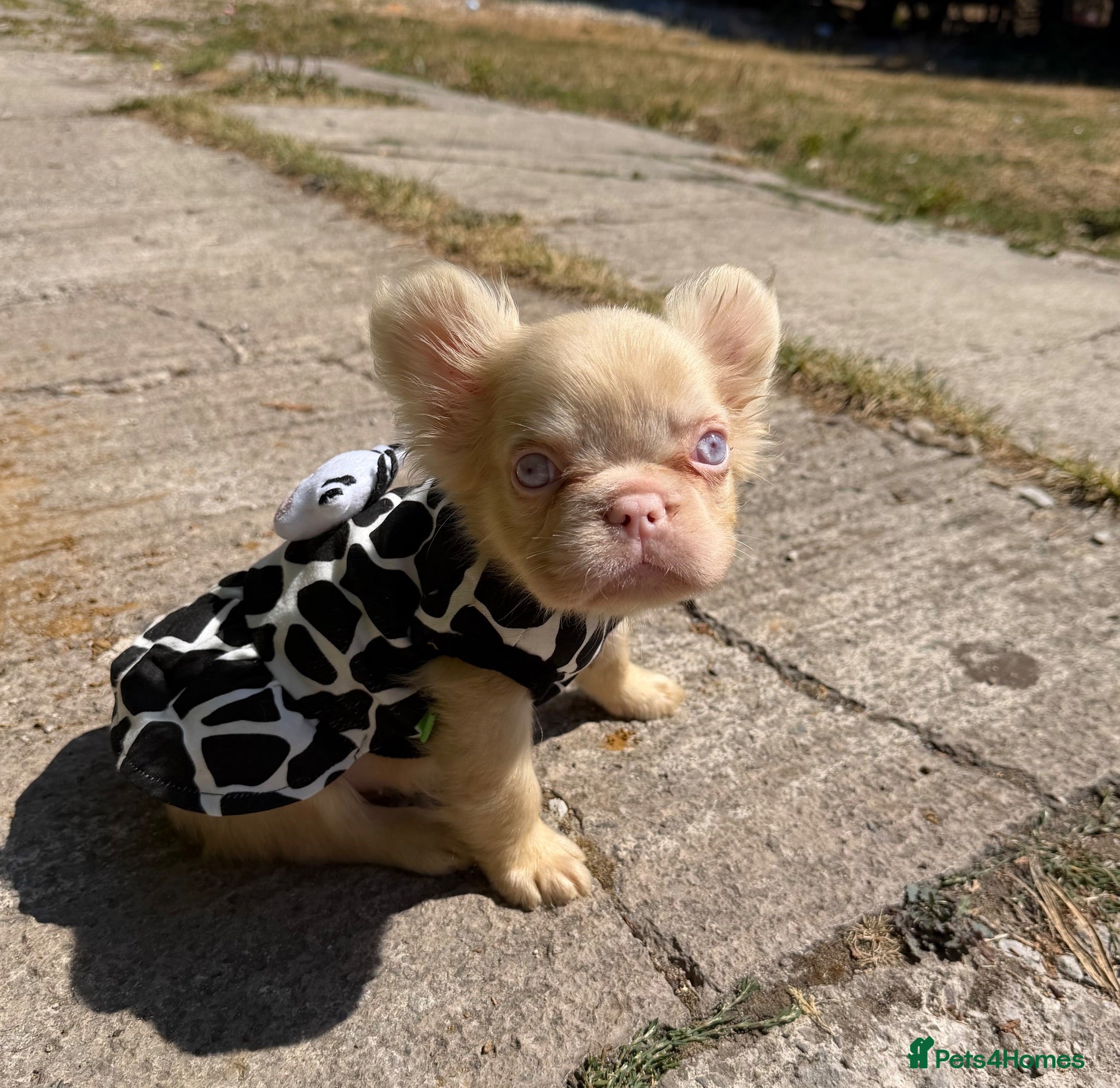 French Bulldog dogs French bulldog puppies  - Advert 15