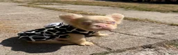 French Bulldog dogs for sale: French bulldog & Floodle puppies  - Advert 1