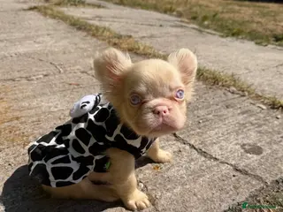 French Bulldog dogs French bulldog & Floodle puppies - Advert 4