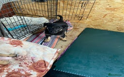 German Shepherd dogs for sale: Outstanding German shepherd pups  - Advert 12