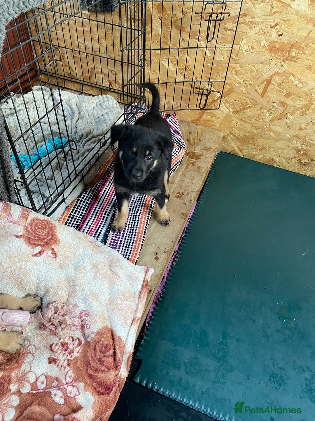 German Shepherd dogs for sale: Outstanding German shepherd pups  - Advert 12