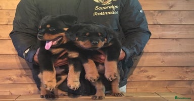 Rottweiler dogs Xx Pure GERMAN CH ROTTWEILERS xX - Advert 11