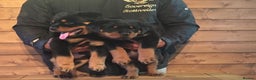 Rottweiler dogs for sale: Xx Pure GERMAN CH ROTTWEILERS xX - Advert 2
