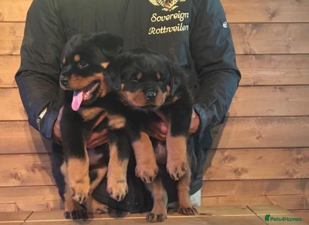 Rottweiler dogs for sale: Xx Pure GERMAN CH ROTTWEILERS xX - Advert 2