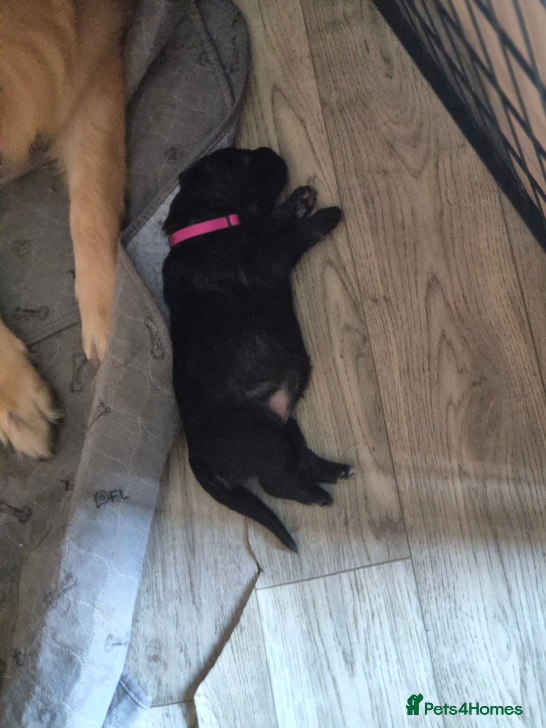 German Shepherd dogs for sale: German shepherd  - Advert 7