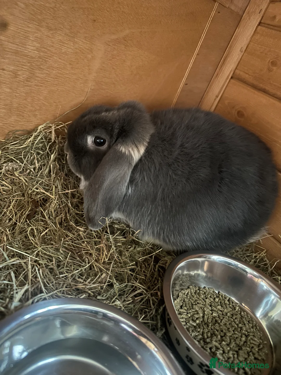 Mini Lop rabbits for sale: Mini lop in Rochdale - Advert 1