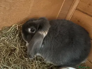 Mini Lop rabbits Mini lop - Advert 3