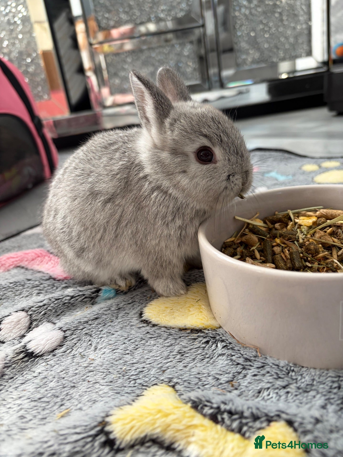 Mixed Breed rabbits miniature lionhead x netherland dwarf  - Advert 17