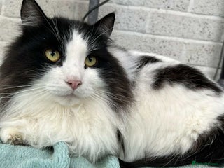 Siberian cats - Advert 32