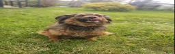 Mixed Breed dogs for adoption: ❤️🐶 MAIKA – SHE LOVES SO QUIETLY in Burton-on-Trent - Advert 11