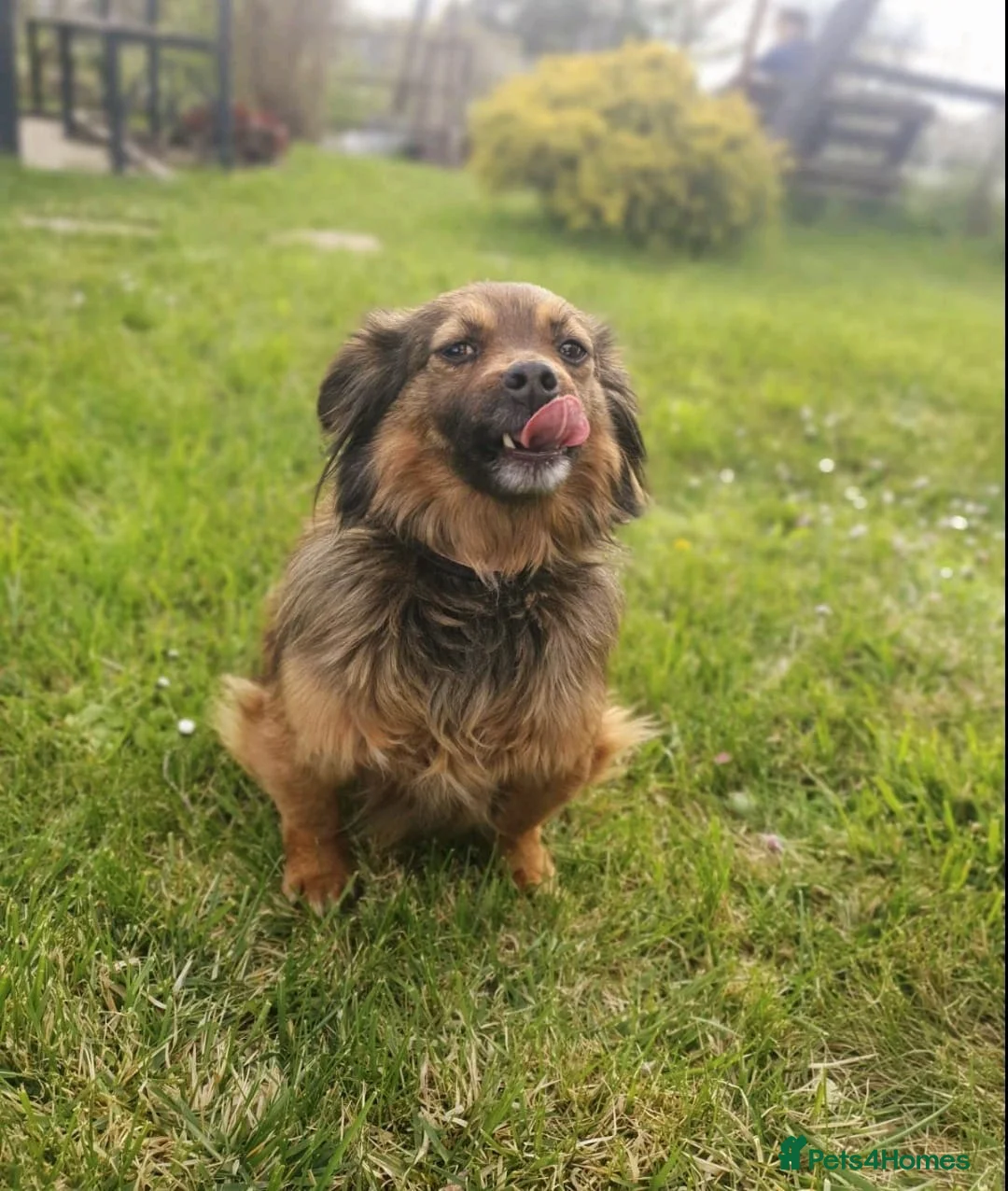 Mixed Breed dogs for adoption: ❤️🐶 MAIKA – SHE LOVES SO QUIETLY in Burton-on-Trent - Advert 11