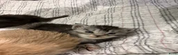Maine Coon cats for sale: 3 gorgeous Maine coon kittens for sale - Advert 29