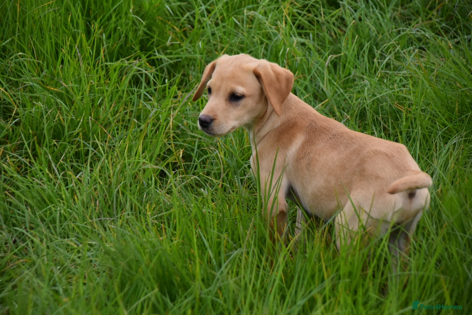 Labrador Retriever dogs Exceptional kc reg labradors  - Advert 2