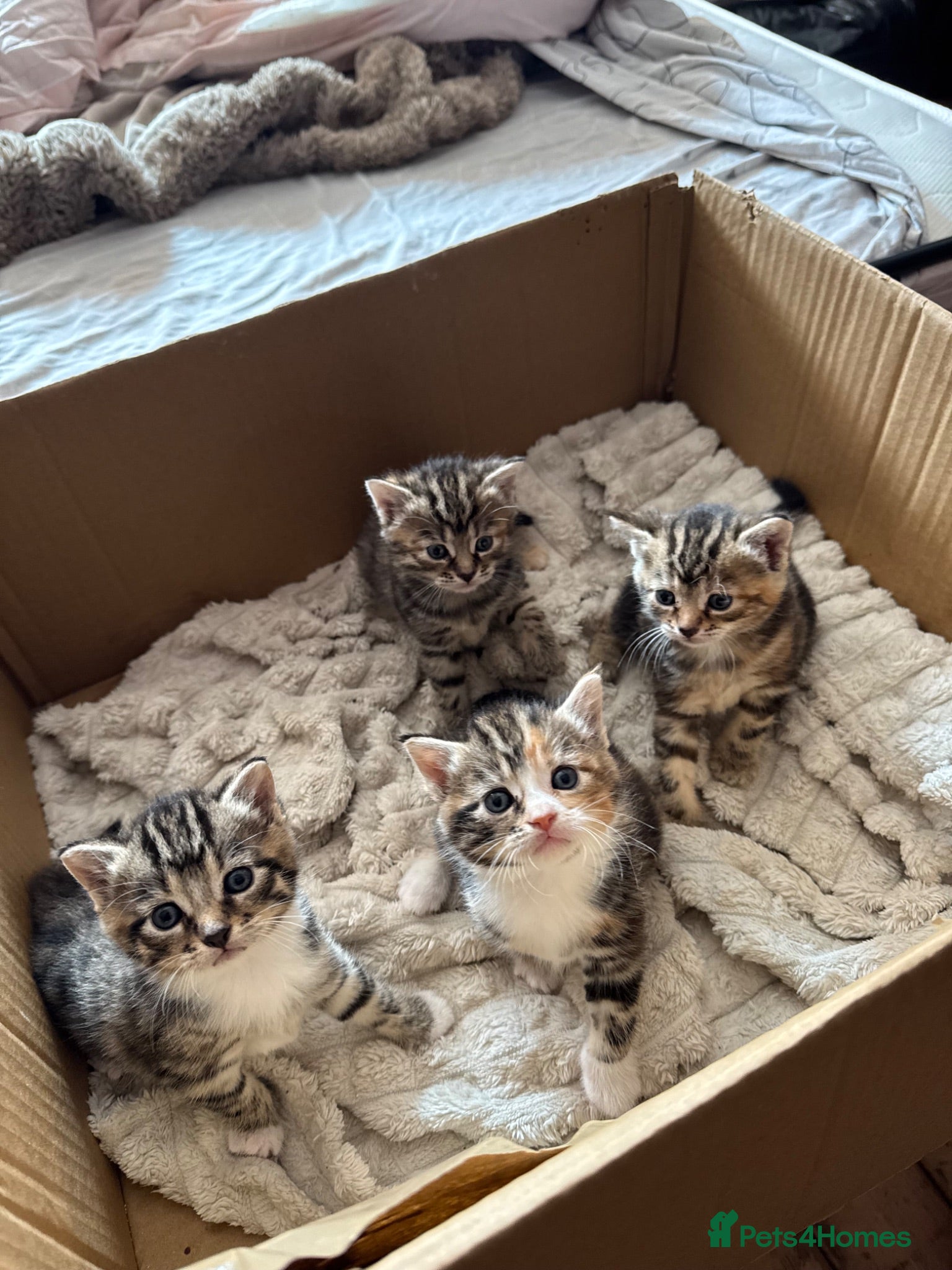 European cats Siberian / European Shorthair Girls! - Advert 1