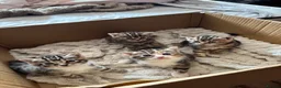 European cats for sale: Siberian / European Shorthair Girls! - Advert 2