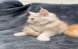 Maine Coon cats for sale: Maine Coon Cross Kittens 3 Girls , 2 Boys - Image 3