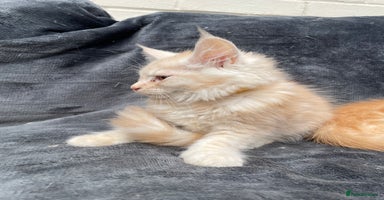 Maine Coon cats - Advert 12