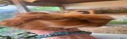Guinea Pig rodents for sale: Peruvian, Sheltie & Alpaca Guinea Pig baby boars - Advert 2