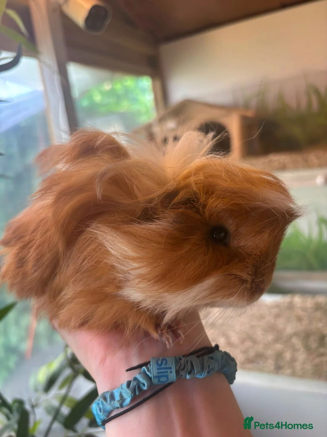 Guinea Pig rodents for sale: Peruvian, Sheltie & Alpaca Guinea Pig baby boars - Advert 2
