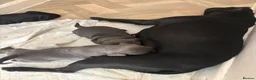 Staffordshire Bull Terrier dogs for sale: Beautiful Staffy pups  - Advert 9