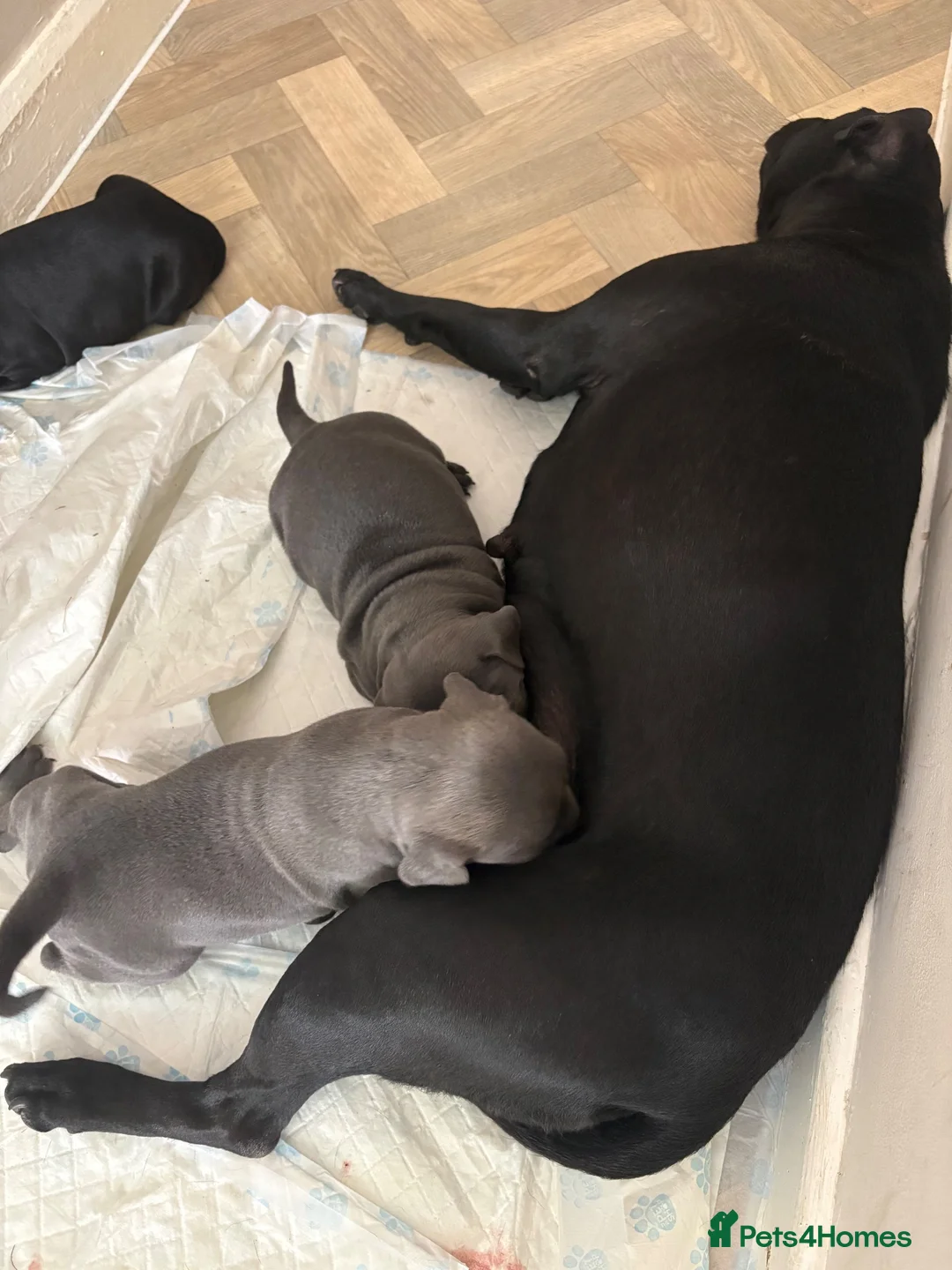 Staffordshire Bull Terrier dogs for sale: Beautiful Staffy pups  - Advert 9