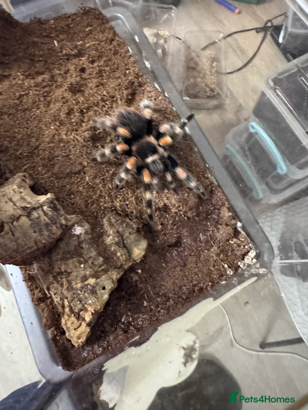 Tarantulas invertebrates for sale: 15 Tarantulas  adult/subadult - Advert 10