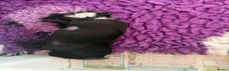 Miniature Schnauzer dogs for sale: Stunning black litter - Advert 3