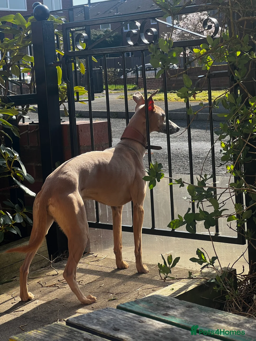 Whippet dogs for stud: Blue Fawn Proven Stud  - Advert 3