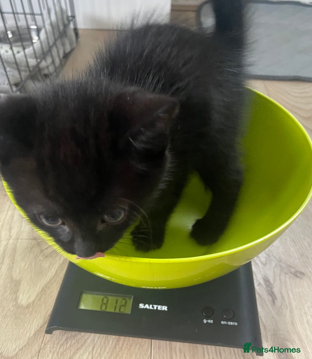 British Shorthair cats for sale: Loki - 6 months old kitten - Image 7